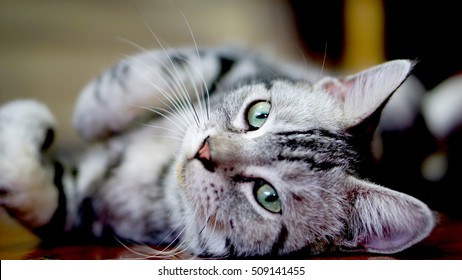 SABSAB, american short hair cat