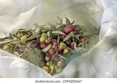 
Sack of freshly harvested olives for the production of olive oil - Powered by Shutterstock