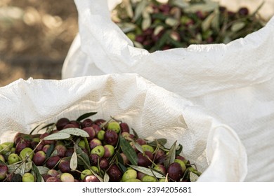 
Sack of freshly harvested olives for the production of olive oil - Powered by Shutterstock