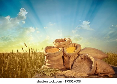 sacks of grain on the background field of ripe wheat - Powered by Shutterstock