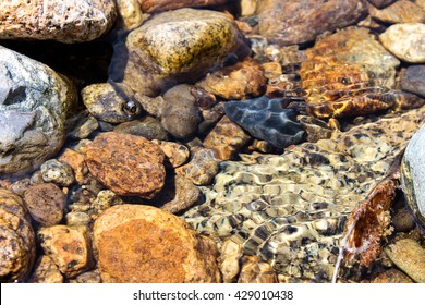 Saco River Bed