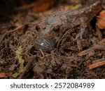 Sacramento Mountain Salamander with roly- poly or pill bug in mouth, Aneides hardii, White Mountain Wilderness, New Mexico