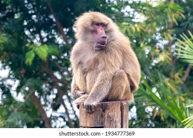 Sacred baboon sitting on top of the trunk isolated and looking to the side with blurred background. Space for text.holy baboon. hamadryas baboon (papio hamadryas) 