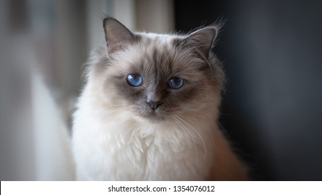 Sacred Birman Cat