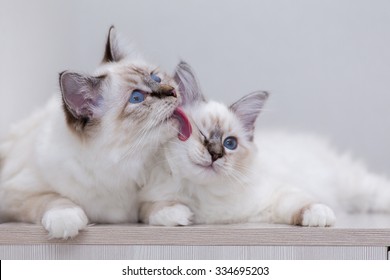 Sacred Birman Cat