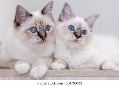 Sacred Birman Cat