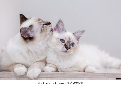 Sacred Birman Cat