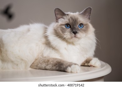 Chat Sacre De Birmanie Images Stock Photos Vectors Shutterstock