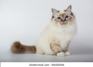 Sacred Birman Cat Birma Isolated On Stock Photo 506320546 | Shutterstock