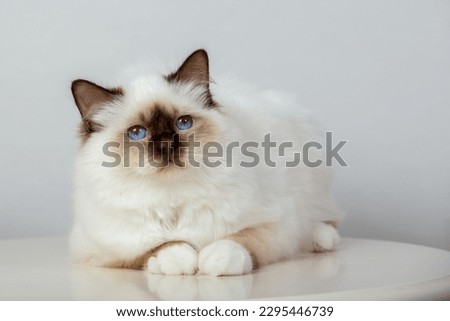 Sacred Birman Cat, birma on a light background