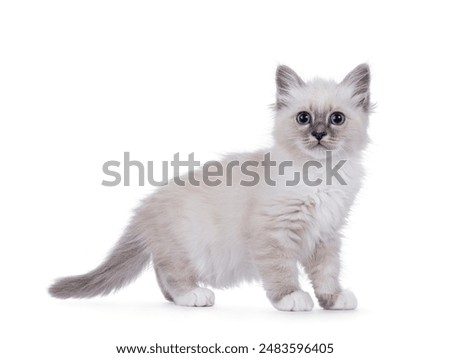 Sacred Birman cat kitten standing side ways. Looking straight forward to lens with piercing breed typical blue eyes. Isolated on a white background.