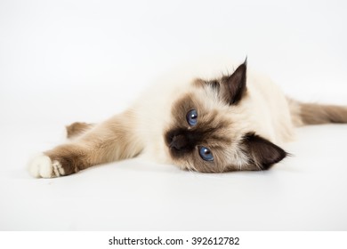 Chat Sacre De Birmanie Images Stock Photos Vectors Shutterstock