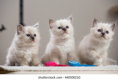 Chat Sacre De Birmanie Images Stock Photos Vectors Shutterstock