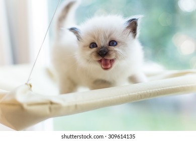 Sacred Burmese Kitten