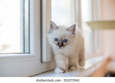 Sacred Burmese Kitten