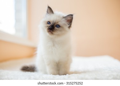 Sacred Burmese Kitten