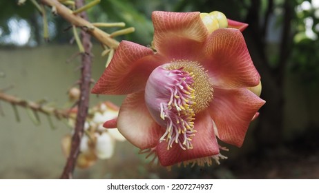 Sacred Canon Ball Flower Nagalinga Flower