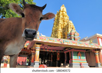Sacred cow in front of Hindu temple, Sri Lanka