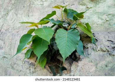 A Sacred Fig (Ficus Religiosa) Emerging From A Wall.