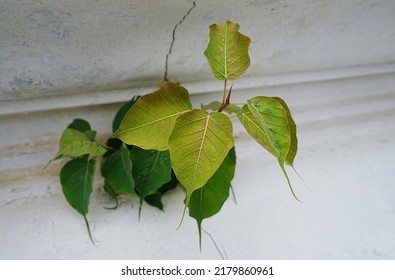 A Sacred Fig (Ficus Religiosa) Emerging From The Temple Wall,survival Concept