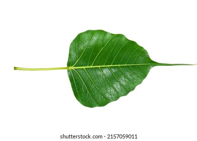 Sacred fig leaf (Ficus religiosa L. , Pipal Tree, Bohhi Tree, Bo Tree, Peepul ) on white background - Shutterstock ID 2157059011