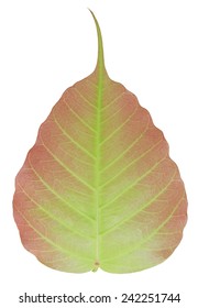 Sacred Fig Leaf Isolated On White