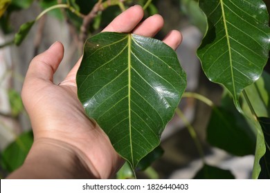 Sacred Fig Leaf On A Hand.