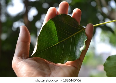 Sacred Fig Leaf On A Hand.