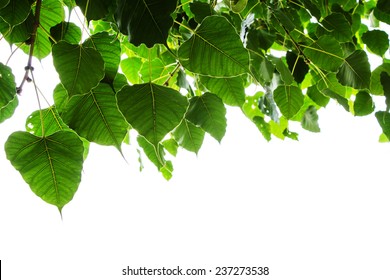 Sacred Fig Leaves