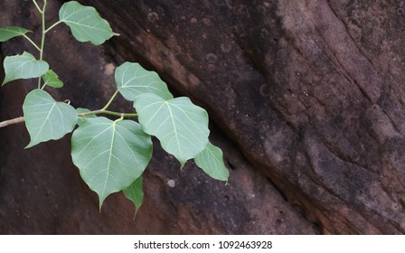 Sacred Fig On A Rock