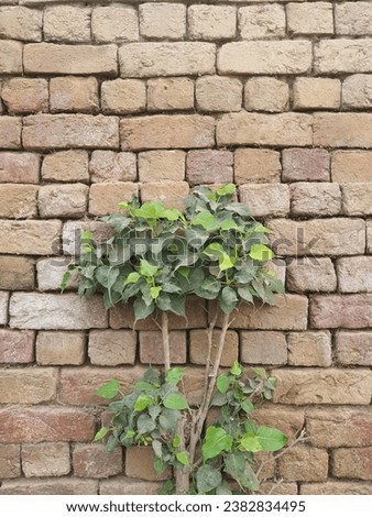 Sacred Fig Tree Growing Beside Wall
