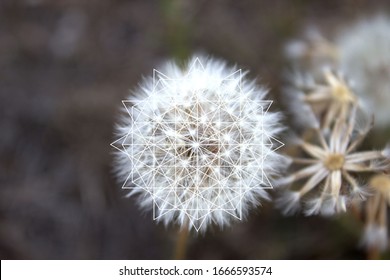 Sacred Geometry In Nature - Dandelion - Flower Of Life, Vector Illustration