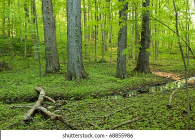 Sacred Grove - Old Growth Hardwood Forest And Marsh