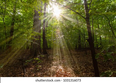 Sacred Grove Palmyra