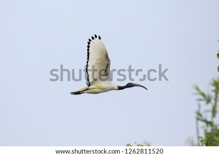 Similar – Image, Stock Photo bird Beautiful Ocean