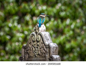 Sacred Kingfisher