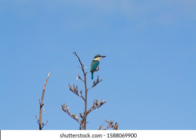 Sacred Kingfisher Perched On Flax Looking For Prey. Iconic NZ Native Bird, Beautiful Plummage, Iridescent Colours, Turquoise, Blue. Clear Blue Sky, Midday. Space For Copy. Maori Name Kotare.
