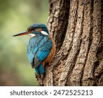 A sacred kingfisher is trying to get out of its nest