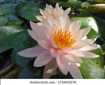Sacred lotus has purple petals, yellow pollen in the pond. 
It is a lotus flower that likes to grow in a swamp or plant it in a pond.