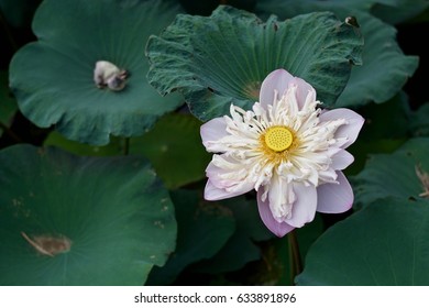 Sacred lotus in the pond