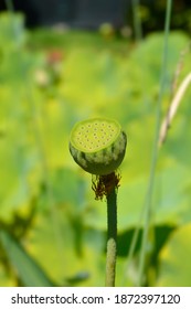 Sacred Lotus Seed Pod - Latin Name - Nelumbo Nucifera