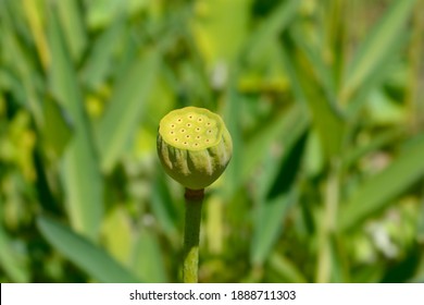 Sacred Lotus Seed Pod - Latin Name - Nelumbo Nucifera