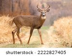 The Sacred Stoicism of the Stag Large Whitetail Deer crosses a path, it takes a moment to look you in the eye and show you impressive, symmetrical antlers