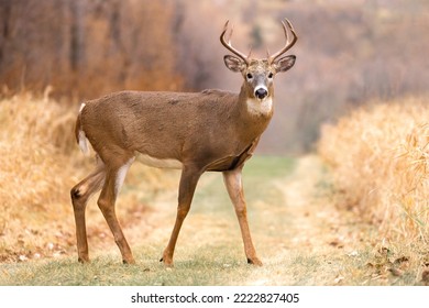 The Sacred Stoicism of the Stag Large Whitetail Deer crosses a path, it takes a moment to look you in the eye and show you impressive, symmetrical antlers