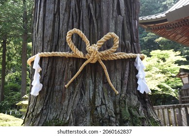 The sacred tree is decorated with sacred straw rope in the precincts of the shrine, and is considered to be the tree where the god dwells in Japan. 