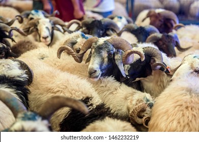 Sacrificial Ram, Domestic Male Sheep Waiting To Be Purchased With Other For The Sacrifice Feast Eve.