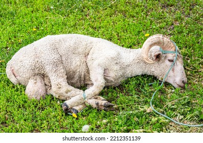 Sacrificial Ram Lies On The Green Grass. Sacrificial Animal For Sacrifice Feast