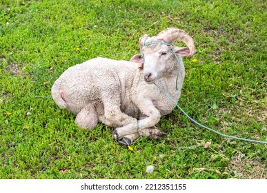 Sacrificial Ram Lies On The Green Grass. Sacrificial Animal For Sacrifice Feast