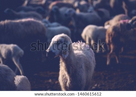 Sacrificial sheep herd is patrolling in nature and grazing. Sacrifice Eid concept (in TR: Kurban Bayrami). Sacrificial sheep (in TR: Kurbanlik koyun). Eid al adha concept. Religion and sacrifice feast