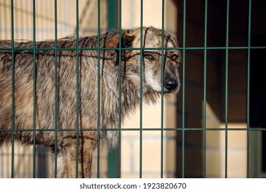 Sad Abandoned Dog Hopes To Find A Home In Animal Kennel Shelter